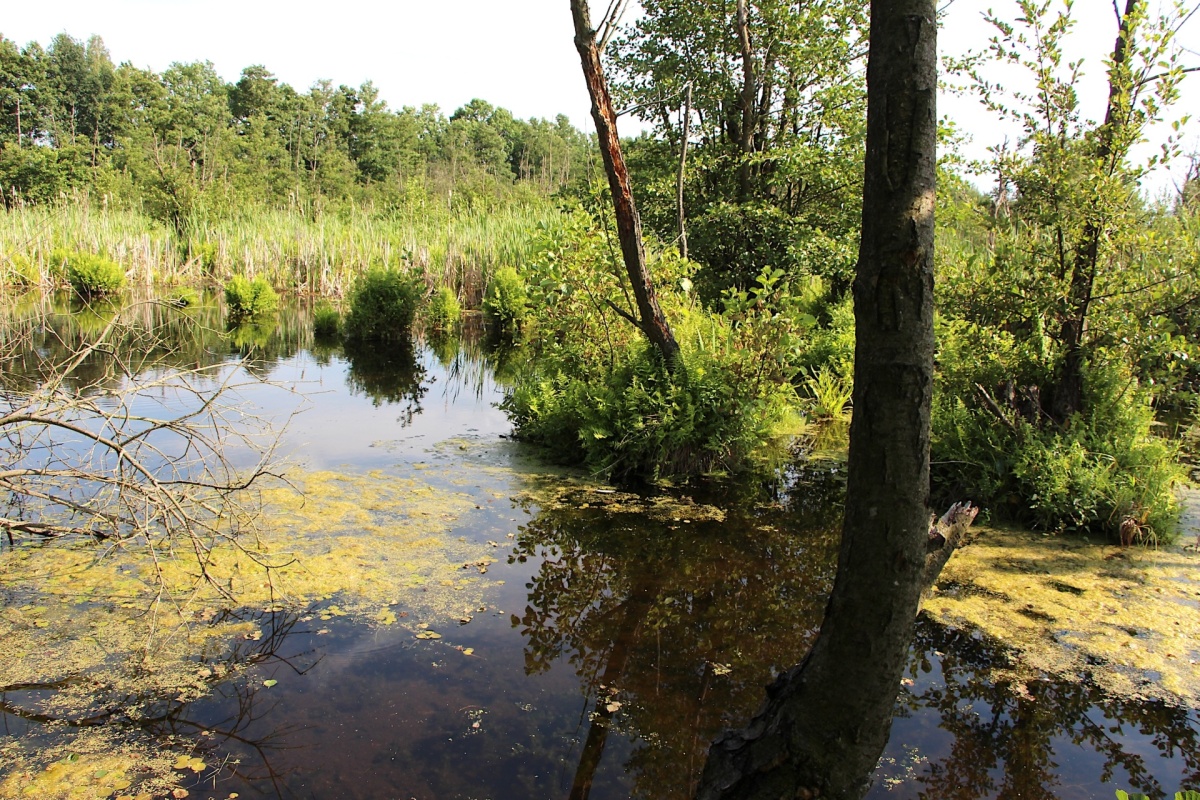 Bild zum Referenzprojekt FFH-Managementpläne für 18 FFH-Gebiete im Naturpark Niederlausitzer Landrücken